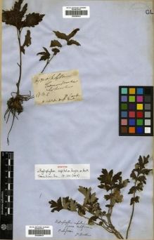Type specimen at Edinburgh (E). Douglas, David: . Barcode: E00288435.