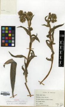 Type specimen at Edinburgh (E). Grierson, Andrew; Long, David: 1080. Barcode: E00288440.