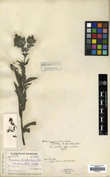 Type specimen at Edinburgh (E). Duthie, John: 3194. Barcode: E00288442.