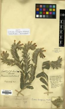 Type specimen at Edinburgh (E). Lace, John: 3776. Barcode: E00288444.