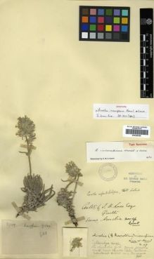 Type specimen at Edinburgh (E). Lace, John: 3759. Barcode: E00288446.