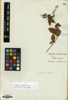 Type specimen at Edinburgh (E). Wallich, Nathaniel: 927. Barcode: E00288452.