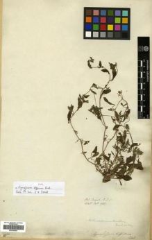 Type specimen at Edinburgh (E). Wallich, Nathaniel: 925. Barcode: E00288456.