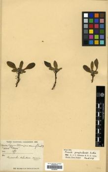 Type specimen at Edinburgh (E). Younghusband, F.: 1544. Barcode: E00288460.