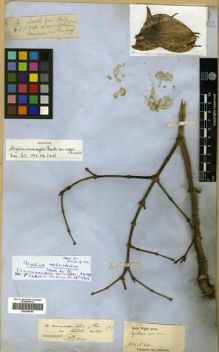 Type specimen at Edinburgh (E). Wight, Robert: 640. Barcode: E00288466.