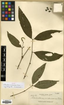 Type specimen at Edinburgh (E). Elmer, Adolph: 13812. Barcode: E00288471.