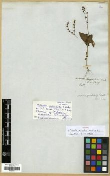 Type specimen at Edinburgh (E). Wallich, Nathaniel: 4349. Barcode: E00288473.