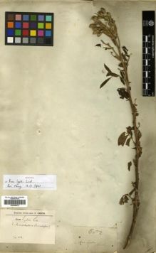 Type specimen at Edinburgh (E). Wallich, Nathaniel: 682. Barcode: E00288475.