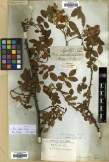 Type specimen at Edinburgh (E). Wallich, Nathaniel: 682A. Barcode: E00288477.