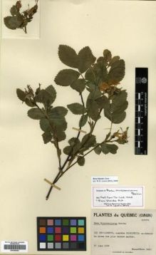 Type specimen at Edinburgh (E). Boivin, (Joseph Robert) Bernard: 2450. Barcode: E00288482.