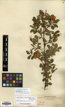 Type specimen at Edinburgh (E). Heller, Amos; Heller, Emily: 3674. Barcode: E00288486.