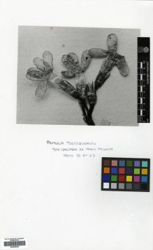 Type specimen at Edinburgh (E). Soulié, Jean: 3804. Barcode: E00288498.