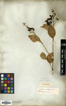 Type specimen at Edinburgh (E). Wallich, Nathaniel: 2816.E. Barcode: E00288501.