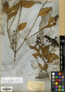 Type specimen at Edinburgh (E). Wallich, Nathaniel: 2816.E. Barcode: E00288503.
