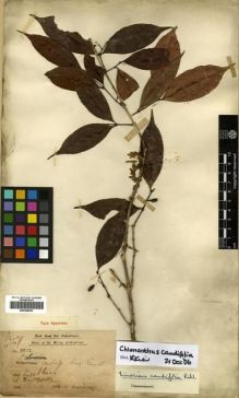 Type specimen at Edinburgh (E). Dr G. King's Collector: 3212. Barcode: E00288520.