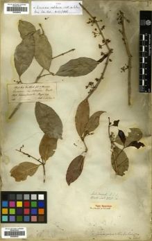 Type specimen at Edinburgh (E). Wallich, Nathaniel: 2828A. Barcode: E00288525.