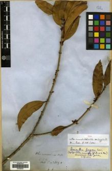 Type specimen at Edinburgh (E). Wallich, Nathaniel: 2809.C. Barcode: E00288528.