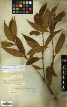 Type specimen at Edinburgh (E). Wallich, Nathaniel: 2809.C. Barcode: E00288529.