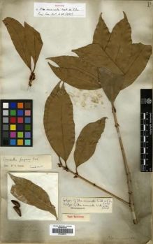 Type specimen at Edinburgh (E). Wallich, Nathaniel: 2809.A. Barcode: E00288531.