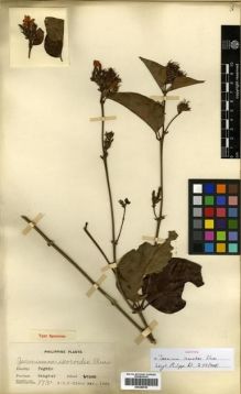 Type specimen at Edinburgh (E). Elmer, Adolph: 8731. Barcode: E00288538.