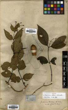 Type specimen at Edinburgh (E). Ritchie, David: 444. Barcode: E00288542.
