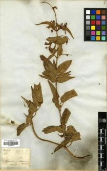 Type specimen at Edinburgh (E). Wallich, Nathaniel: 2886.A. Barcode: E00288550.