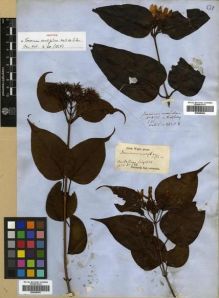 Type specimen at Edinburgh (E). Wallich, Nathaniel: 2858.B. Barcode: E00288552.