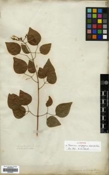 Type specimen at Edinburgh (E). Wallich, Nathaniel: 2889. Barcode: E00288555.