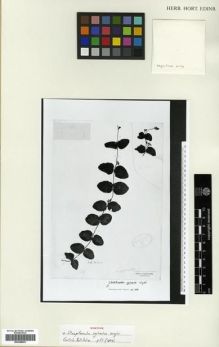 Type specimen at Edinburgh (E). Wight, Robert: 763. Barcode: E00288561.