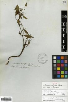 Type specimen at Edinburgh (E). Cuming, Hugh: 1284. Barcode: E00288562.
