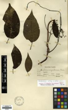 Type specimen at Edinburgh (E). Elmer, Adolph: 8468. Barcode: E00288564.