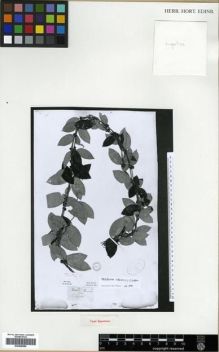 Type specimen at Edinburgh (E). Roxburgh, William: . Barcode: E00288589.