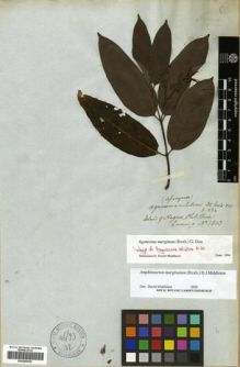 Type specimen at Edinburgh (E). Cuming, Hugh: 1803. Barcode: E00288590.