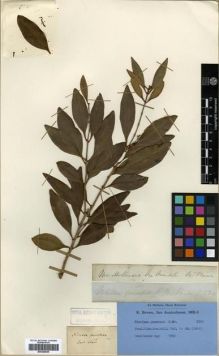 Type specimen at Edinburgh (E). Brown, Robert: . Barcode: E00288605.