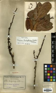 Type specimen at Edinburgh (E). Schlechter, Friedrich: 15600. Barcode: E00288614.
