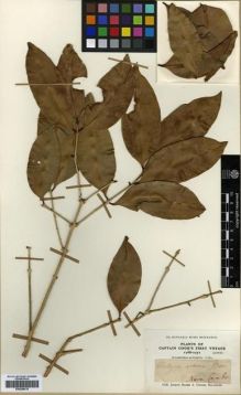 Type specimen at Edinburgh (E). Banks, Joseph; Solander, Daniel: . Barcode: E00288615.