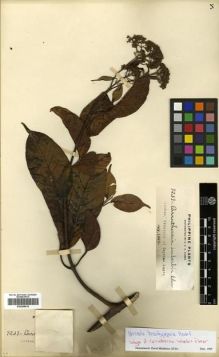 Type specimen at Edinburgh (E). Elmer, Adolph: 9239. Barcode: E00288616.