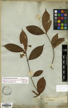 Type specimen at Edinburgh (E). Wallich, Nathaniel: 1659. Barcode: E00288622.