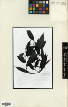 Type specimen at Edinburgh (E). 2nd Botanical Expedition to East Himalaya (1963): 10196. Barcode: E00288629.