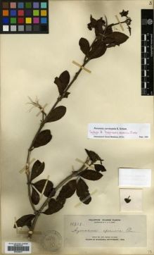 Type specimen at Edinburgh (E). Elmer, Adolph: 11719. Barcode: E00288637.