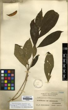 Type specimen at Edinburgh (E). Robinson, Charles: 11653. Barcode: E00288649.