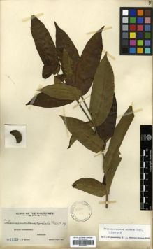 Type specimen at Edinburgh (E). Weber, Charles: 1125. Barcode: E00288653.