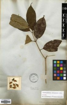 Type specimen at Edinburgh (E). Wallich, Nathaniel: 1575. Barcode: E00288655.