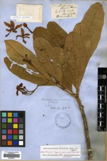 Type specimen at Edinburgh (E). Wallich, Nathaniel: 1570C. Barcode: E00288660.