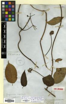 Type specimen at Edinburgh (E). Wallich, Nathaniel: ASCL. NO. 115.B. Barcode: E00288714.