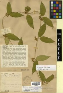 Type specimen at Edinburgh (E). Lace, John: 4297. Barcode: E00288717.