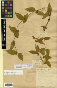 Type specimen at Edinburgh (E). Lace, John: 4871. Barcode: E00288718.