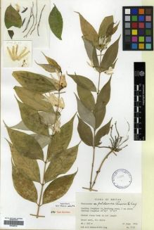 Type specimen at Edinburgh (E). Grierson, Andrew; Long, David: 2137. Barcode: E00288720.