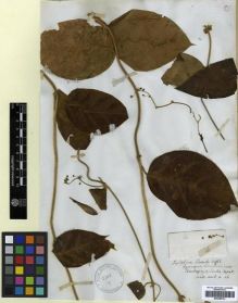 Type specimen at Edinburgh (E). Wallich, Nathaniel: ASCL. N. 46. Barcode: E00288723.