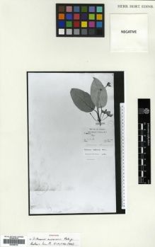 Type specimen at Edinburgh (E). Anderson, T.: 838. Barcode: E00288726.